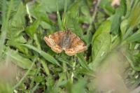 Euclidia glyphica
