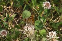 Melitaea cinxia