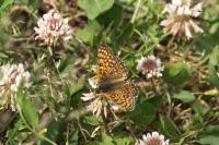 Melitaea cinxia