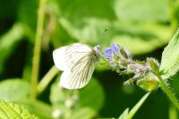 Pieris napi