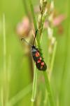 Zygaena filipendulae