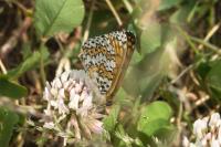 Melitaea cinxia