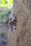 Thyatira batis
