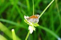 Coenonympha pamphilus