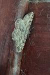 Peribatodes rhomboidaria
