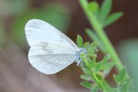Leptidea sinapis