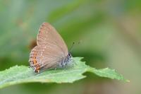 Satyrium ilicis