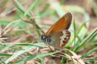 Coenonympha arcania
