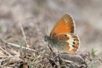 Coenonympha arcania