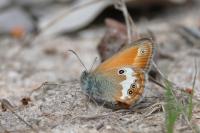 Coenonympha arcania