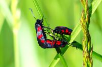 Zygaena trifolii