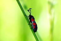 Zygaena trifolii