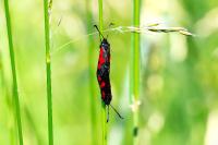 Zygaena trifolii