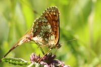 Melitaea athalia
