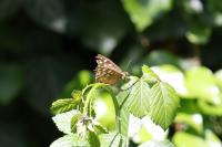Pararge aegeria