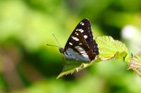 Limenitis reducta