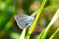 Polyommatus icarus