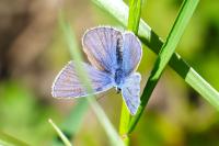 Polyommatus icarus