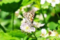 Vanessa cardui