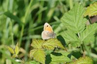 Coenonympha pamphilus