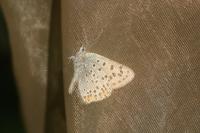 Lycaena tityrus