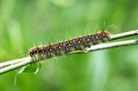 Lasiocampa quercus