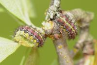 Aglaope infausta