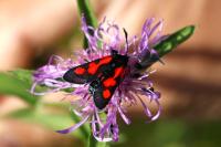 Zygaena trifolii