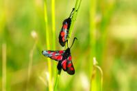 Zygaena trifolii