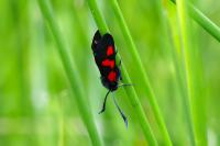 Zygaena trifolii
