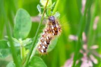 Acronicta rumicis