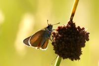 Thymelicus sylvestris