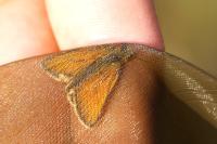 Thymelicus sylvestris