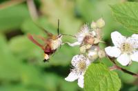 Hemaris fuciformis