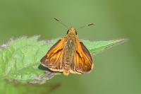 Ochlodes sylvanus