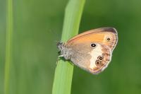 Coenonympha arcania