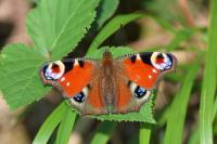 Aglais io