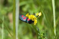 Zygaena trifolii