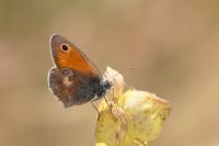 Coenonympha pamphilus