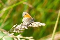 Coenonympha pamphilus