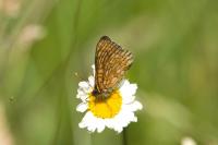 Euphydryas aurinia