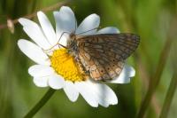Euphydryas aurinia