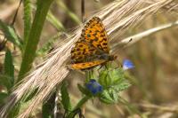 Boloria dia