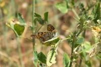Issoria lathonia