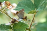 Satyrium w-album