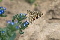 Vanessa cardui