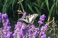 Papilio machaon