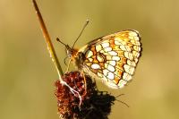 Melitaea athalia