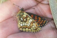 Melitaea athalia