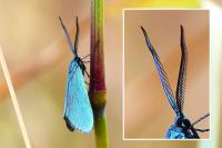 Jordanita globulariae